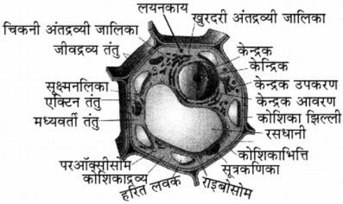 पादप कोशिका का चित्र 